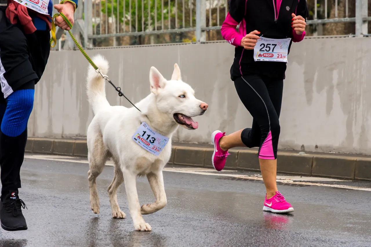 first image of Dog Run and Canicross</br> Events